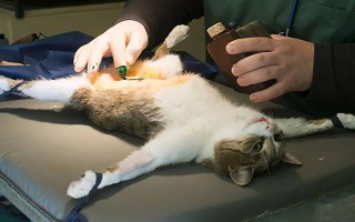 公猫绝育后乱拉乱尿的原因，可能是激素影响或应激影响