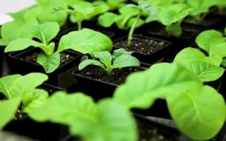 烟草花叶病的危害症状，叶脉两侧叶肉组织会渐呈淡绿色