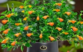 金鱼吊兰的换盆方法，换盆的前三天要暂停浇水