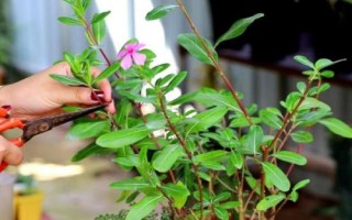 长春花剪枝种植方法,适合偏酸性的沙质土壤
