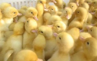 哪里可以购买鸭苗，江苏、浙江、福建等省份均有产出