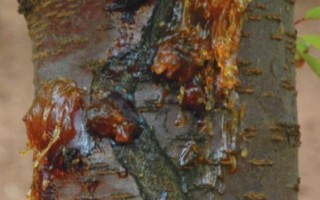 樱桃树流胶的治疗方式，可在冬春季节将樱桃树枝干进行涂白