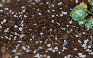 养殖多肉怎么配制土壤，一般用颗粒土和腐殖土搭配