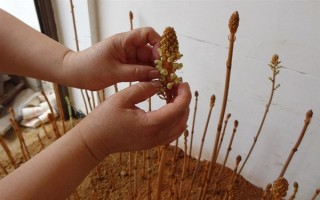 引种天麻要注意什么，当地的气候满足条件才能种植