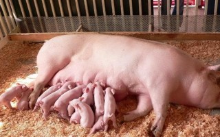 猪下崽会有什么表现，在产仔之前乳房会逐渐地膨大