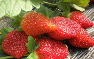 辽宁辽阳市有什么特色水果，有灯塔葡萄、前杜草莓等