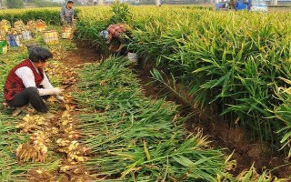 黄姜怎么种植，施入基肥再开沟播种