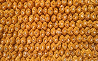 敦玉328玉米种子特点，平均生育期124.8天