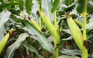 CD11玉米种子特征特性，中早熟品种