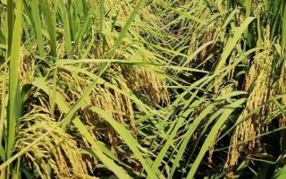 化感稻3号水稻种子特点,中抗白叶枯病(3级)