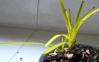 惠兰的养殖方法，按照不干不浇、浇则浇透的原则提供水分