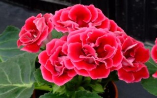 芙蓉花开放后如何处理,剪除残花和枯老枝可节省养分、避免发生病虫害