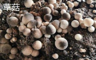 南方适合种哪些水果,海南省和云南省适合种植榴莲