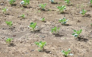 奶白菜如何种植，以条播较好