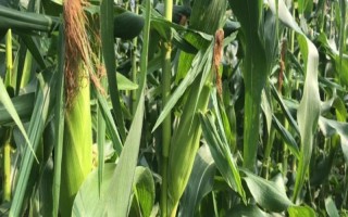 华玉777玉米种子特点，中抗南方锈病（病级5级）