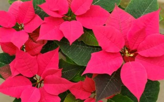 一品红有没有毒，全株都带有一定的毒性