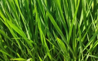 昌两优馥香占水稻品种简介，全生育期144.5天