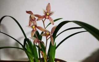 兰花的别称，具有中国兰、幽兰、兰华等别名