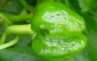 辣椒为什么会出现僵果，可能是授粉不良所导致