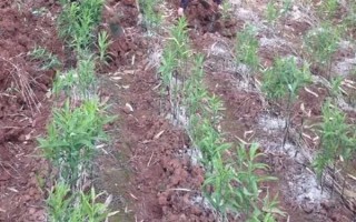 黄精的田间管理办法，前中期要做好翻耕的工作