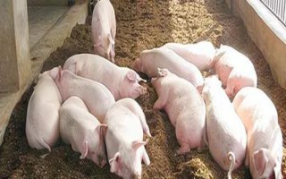 小猪断奶后应该如何喂养，断奶后1周内需控制喂食量