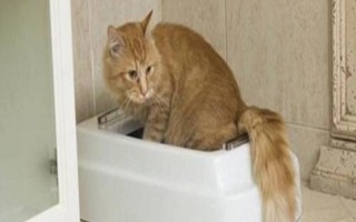 猫急性腹泻的原因，许多疾病均会导致