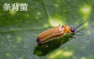 萤火虫种类,不同品种的体型不同