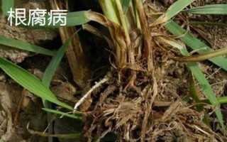 小麦有哪些病害,常见病害包括白粉病、锈病、赤霉病等类型