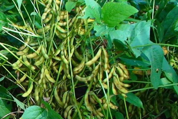 中联豆2041大豆品种简介，低肥力地块密度2.2万株/亩