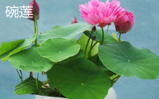 哪些花卉耐热耐寒，常见植物有仙人掌、富贵竹、杜鹃花等品种