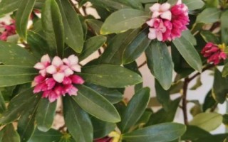 瑞香花如何养殖以及要注意什么,春季现蕾前可接受全日照