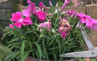 怎么修剪石竹花，刚种下就要立刻进行修剪