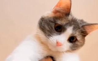 猫杯状病毒感染的症状，轻型的症状为发热、打喷嚏等