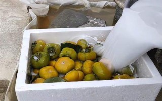 柿子怎么催熟，可以用酒精催熟或苹果催熟
