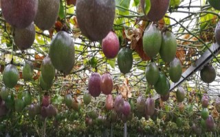 百香果不结果怎么办，需喷水降温或人工授粉等