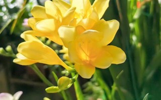 香雪兰的花语，寓意纯洁、幸福等