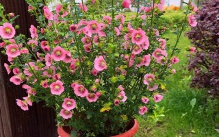 家里可以养木槿花吗，家里不适合养木槿花