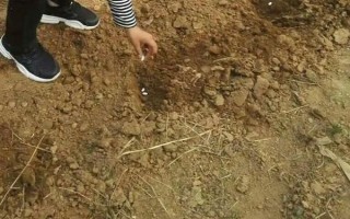 豆角是不是四季豆,二者不是同一品种