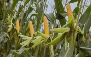 扬甜糯104玉米种简介,适宜密度每亩4000株左右