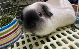 荷兰猪喜欢在什么样的环境下生活，安静、温暖、湿度适中环境