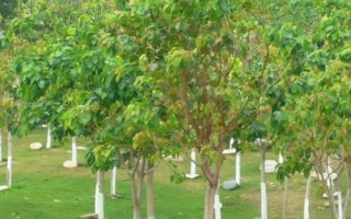 什么是菩提树，属于桑科、榕族、菩提树种大乔木植物