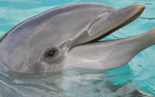 海豚的智商高吗，属于海洋生物中智商比较高的