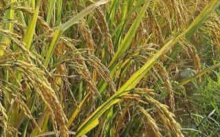 水稻亩产多少，高产稻为1000-1200斤左右/亩