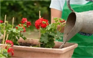 浇花用啤酒好不好，可增加养分并促进光合作用