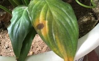 白掌的叶子发黄怎么处理，需保证充足的光照和停止施肥