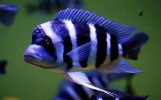 短鼻六间鱼好不好养，比较好养但会欺负小型鱼类