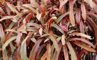 变叶木的繁殖方法，播种繁殖和扦插繁殖任选