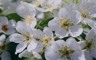 梨花是什么颜色的，为单一的白色