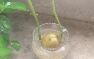 在水里怎么种植土豆,先将土豆进行一定的处理催化