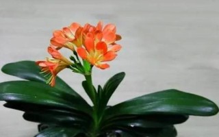 有毒不能触碰的盆栽有哪些，虎刺梅、水仙花等品种不能接触